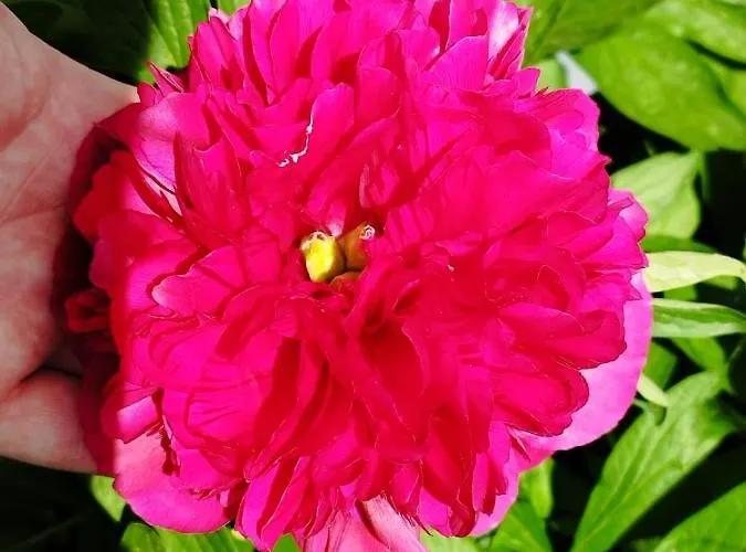 Haus Kuhlmann Daire Altenau (Lower-Saxony)